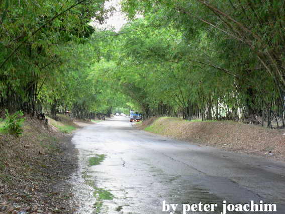 Bamboo Avenue