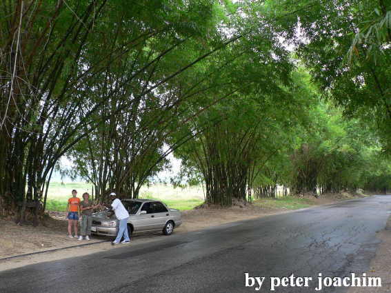 Bamboo Avenue