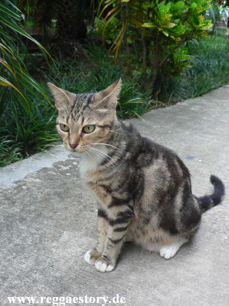 Hotelkatze