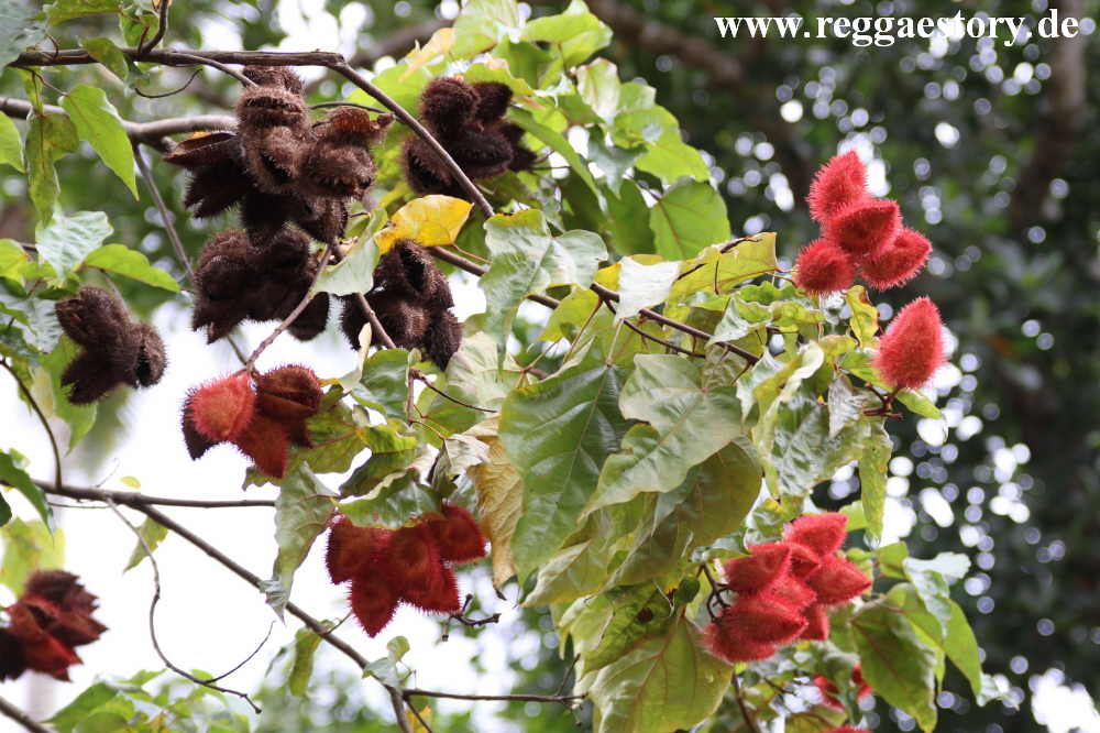 Tanzania - Tangawizi Spice Farm