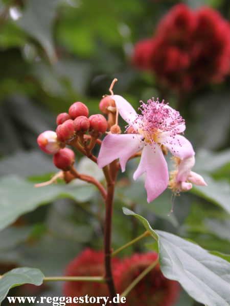Tanzania - Tangawizi Spice Farm