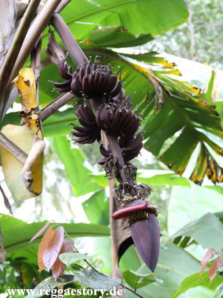 Zanzibar - Spice Farm
