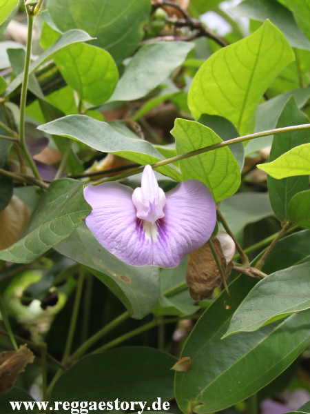 Zanzibar - Spice Farm