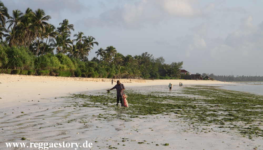 Zanzibar - Pwani Mchangani