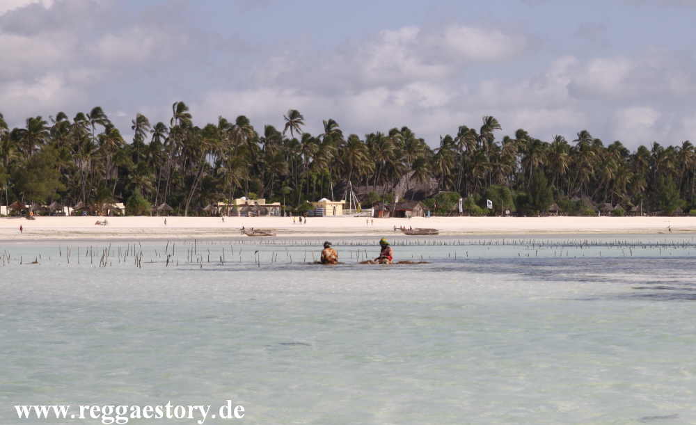 Zanzibar - Pwani Mchangani - Algengärtner