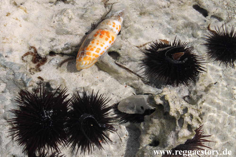 Zanzibar - Pwani Mchangani - Seeigel