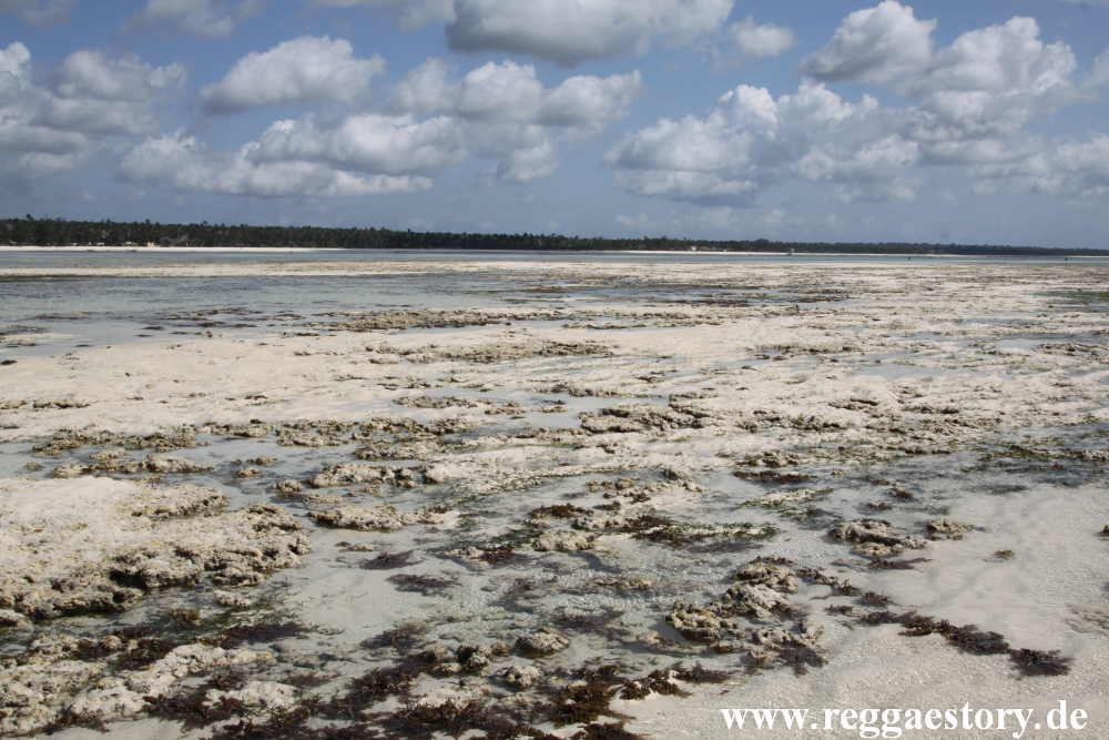 Zanzibar - Pwani Mchangani - Rifwanderung