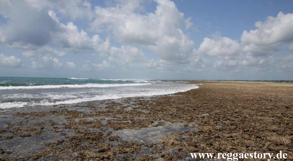 Zanzibar - Pwani Mchangani - Riffwanderung