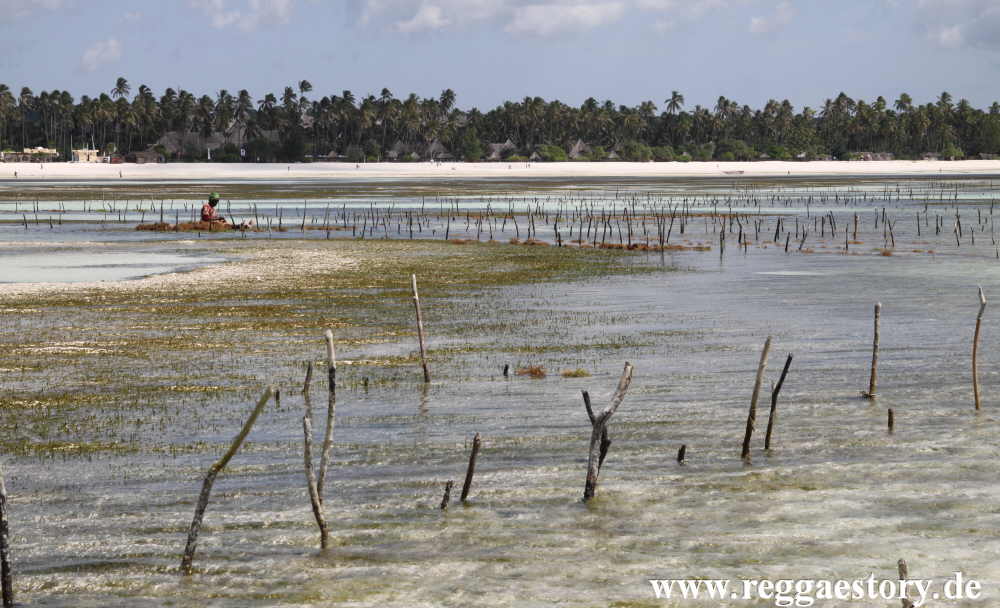 Zanzibar - Pwani Mchangani - Algengärten