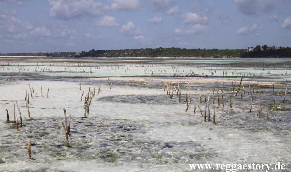 Zanzibar - Pwani Mchangani - Algengärten