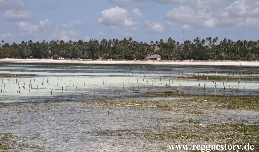 Zanzibar - Pwani Mchangani - Algengärten
