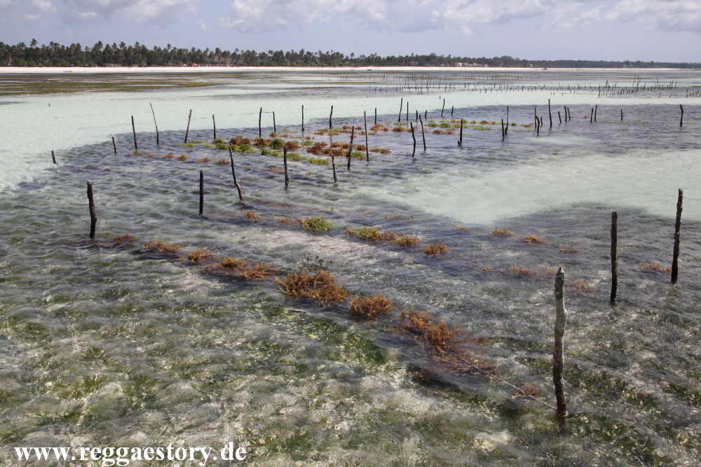 Zanzibar - Pwani Mchangani - Algengärten