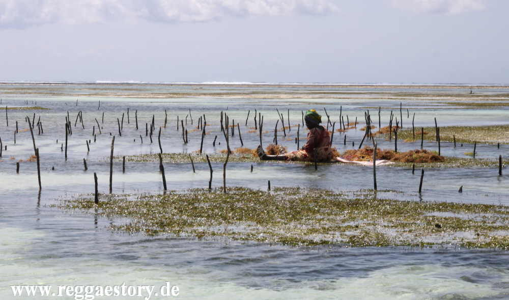 Zanzibar - Pwani Mchangani - Algengärten