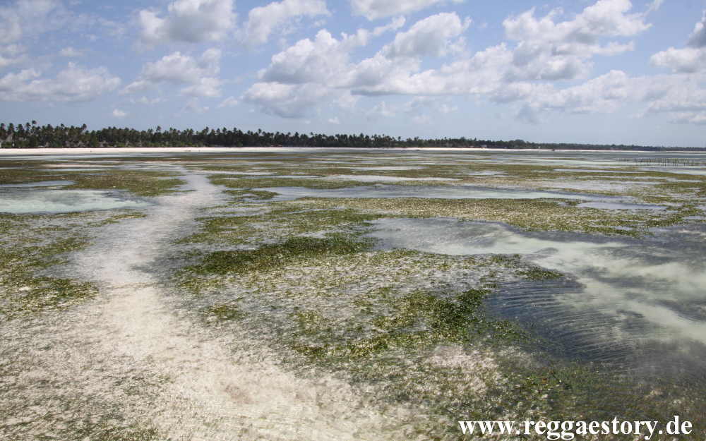 Zanzibar - Pwani Mchangani - Riffwanderung