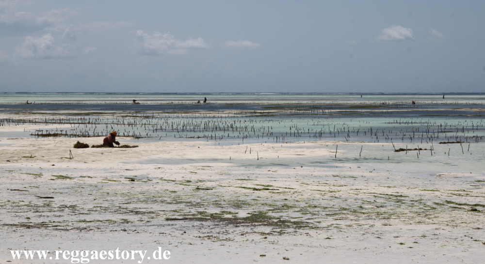 Zanzibar - Pwani Mchangani - Riffwanderung