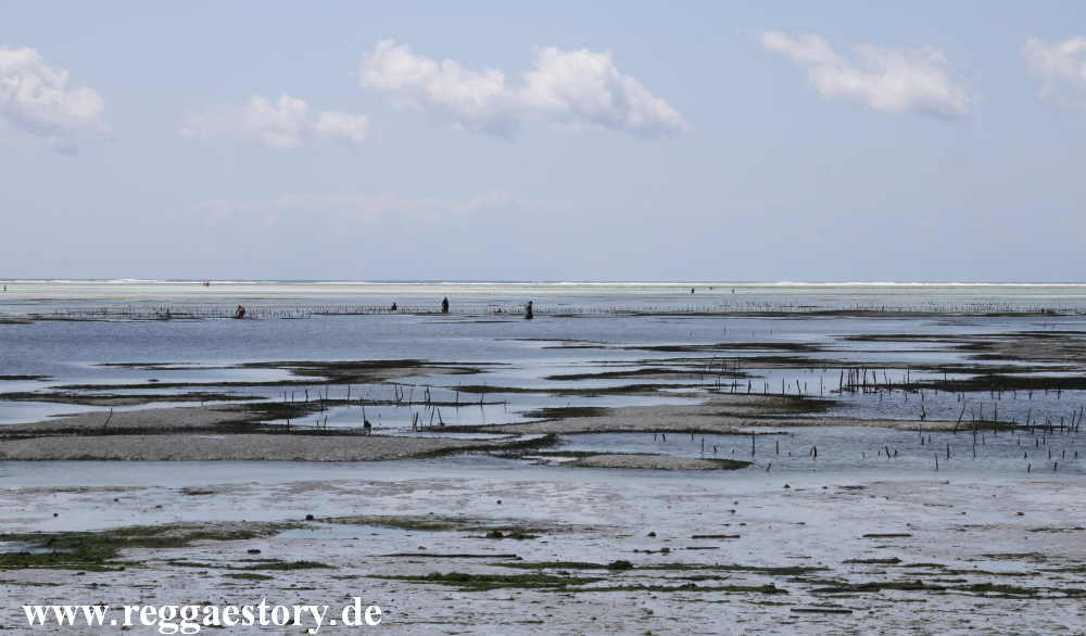 Zanzibar - Pwani Mchangani - Riffwanderung