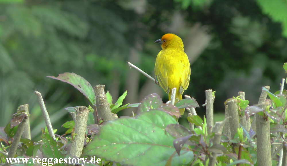 Zanzibar - Webervogel