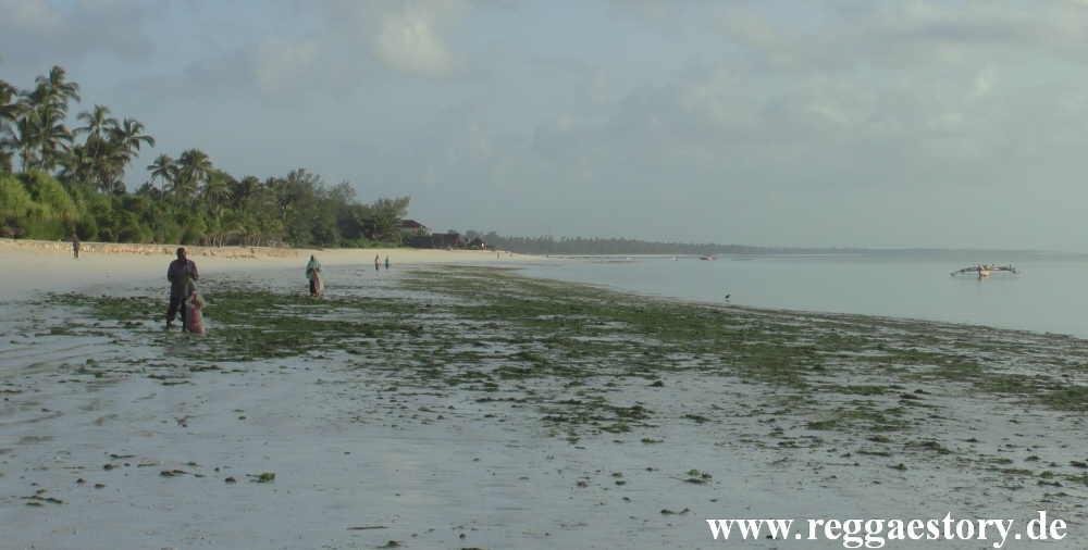 Zanzibar - Pwani Mchangani - Algensammler