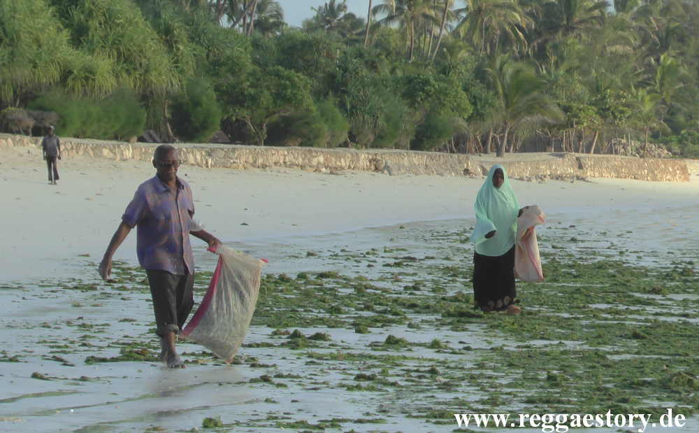 Zanzibar - Pwani Mchangani - Algensammler