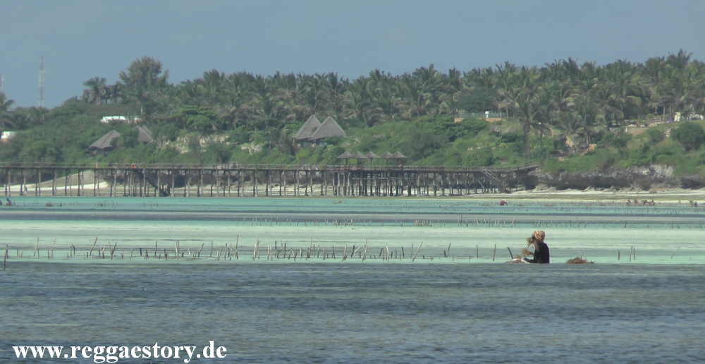 Zanzibar - Pwani Mchangani - Riffwanderung