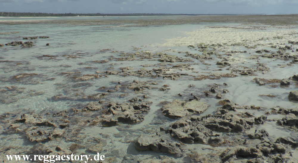 Zanzibar - Pwani Mchangani - Riffwanderung