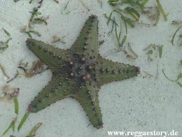 Zanzibar - Pwani Mchangani - Riffwanderung
