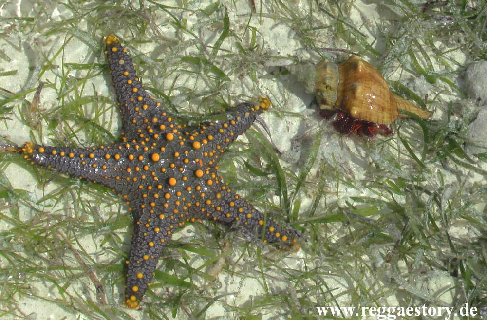 Zanzibar - Pwani Mchangani - Riffwanderung