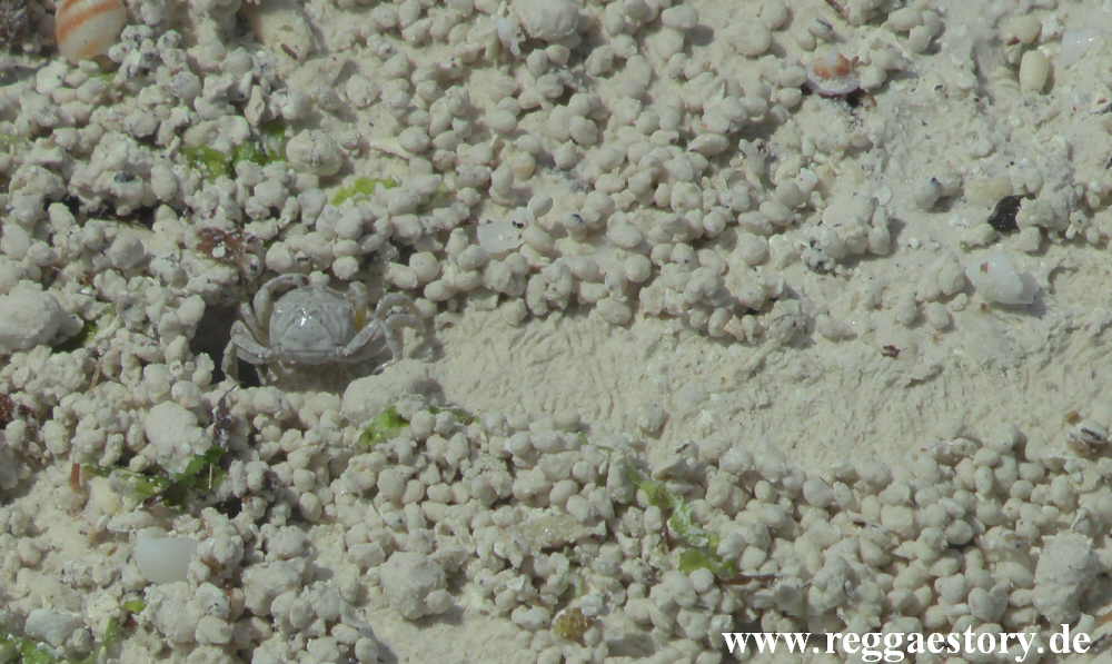 Zanzibar - Pwani Mchangani - Krabben