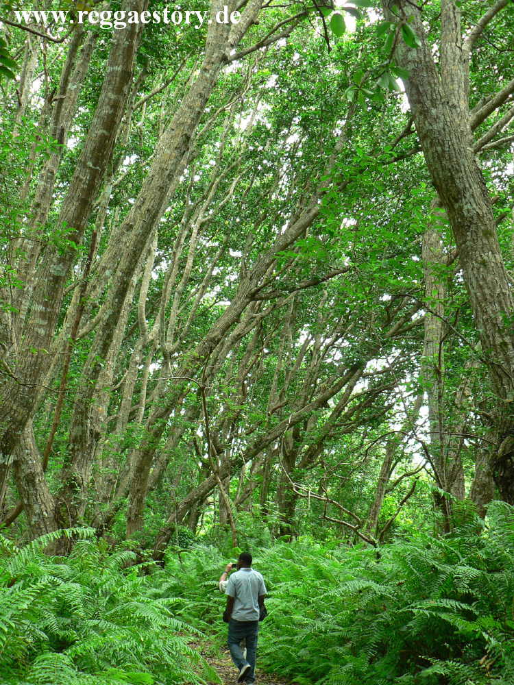 Zanzibar - Jozani-Forest