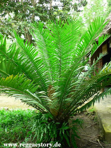 Zanzibar - Jozani-Forest