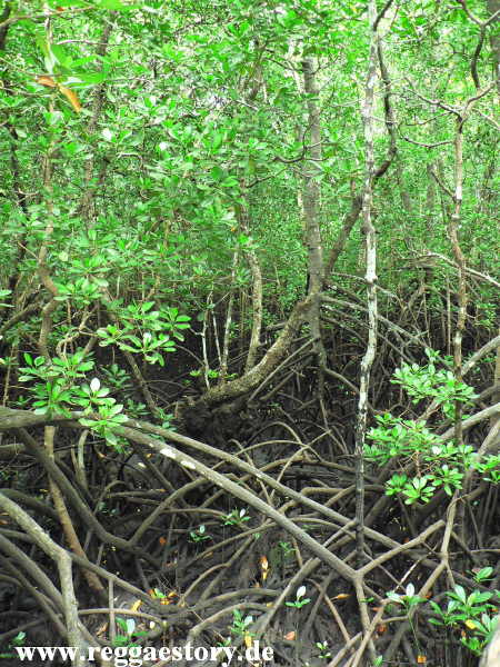 Zanzibar - Jozani Forest