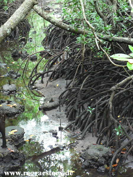 Zanzibar - Jozani Forest