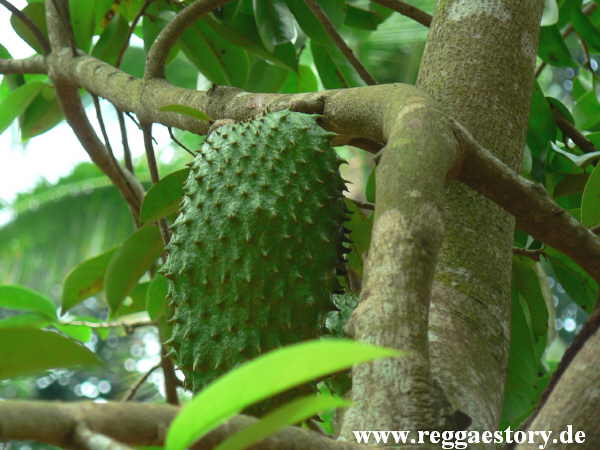 Zanzibar - Spice Farm
