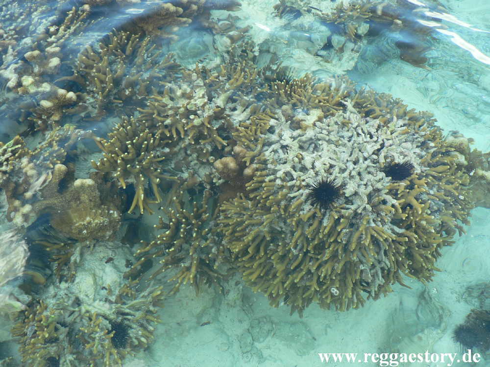 Zanzibar - Pwani Mchangani - Korallen