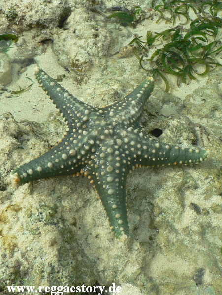 Zanzibar - Pwani Mchangani - Riffwanderung