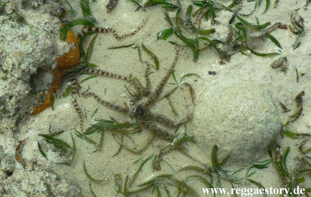Zanzibar - Pwani Mchangani - Riffwanderung
