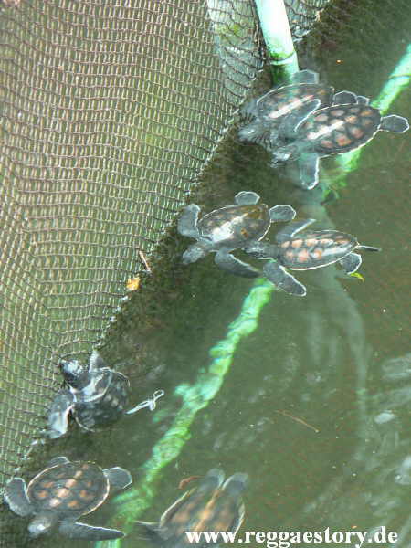 Zanzibar - Nungwi - Turtle Aquarium