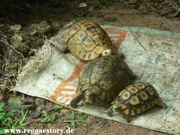 Zanzibar - Nungwi - Turtle Aquarium